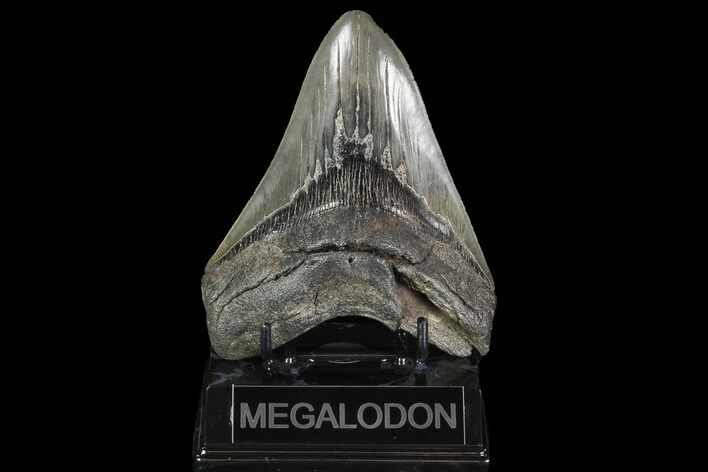 Fossil Megalodon Tooth - Serrated Blade #95317